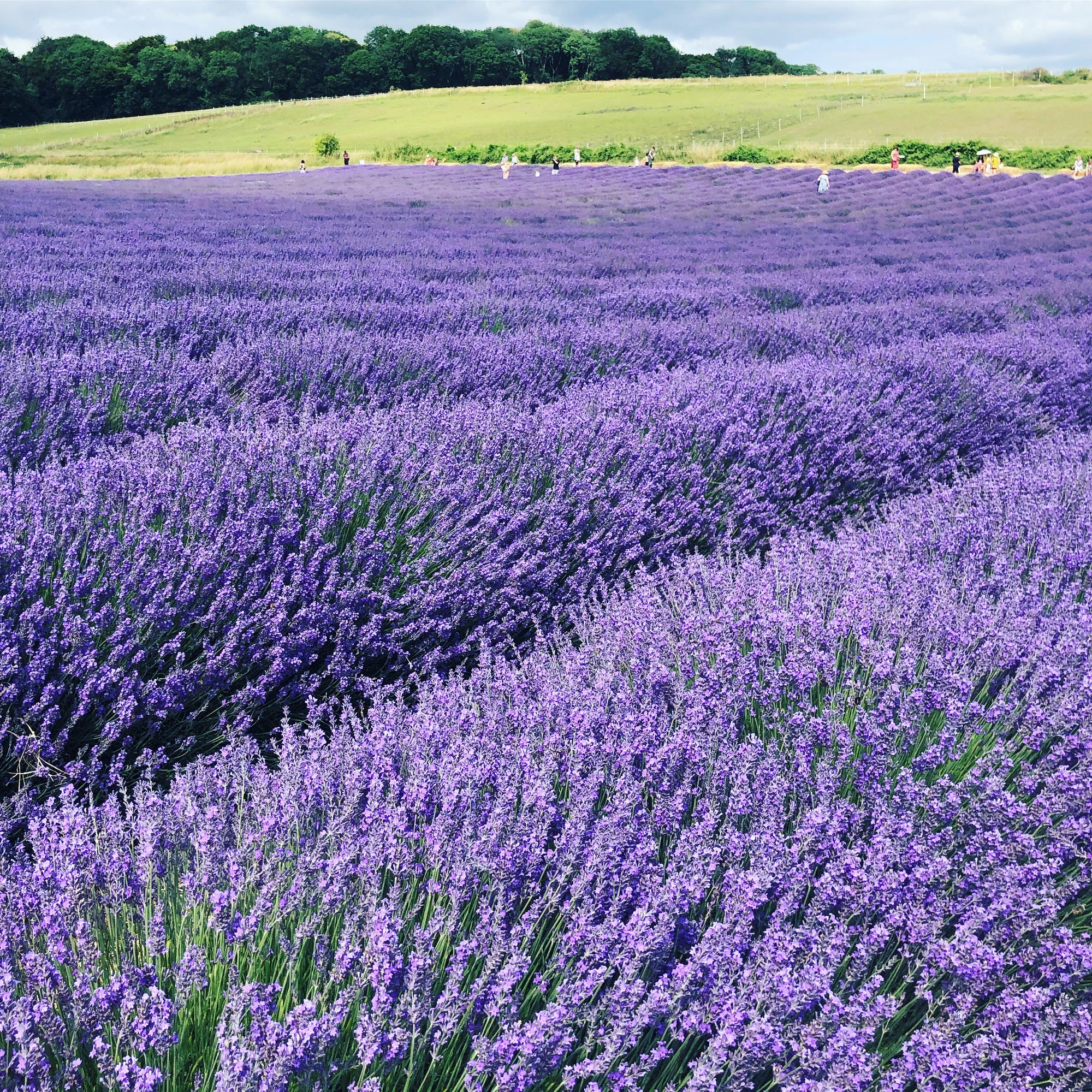 Lavender field, english lavender, lavender, west sussex lavender, lordington lavender, chichester