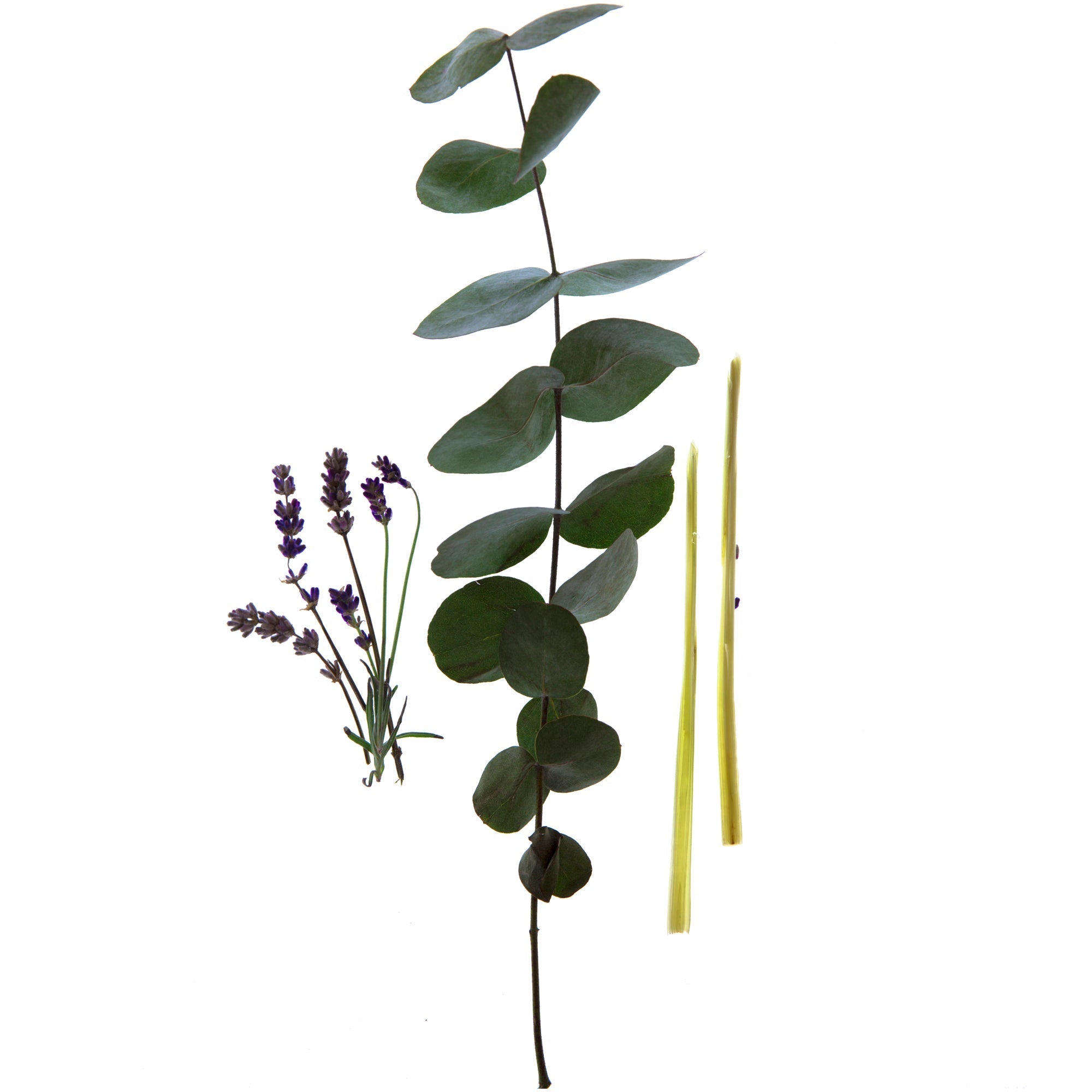 Indoor air pollution and how aromatherapy helps, Spritz Wellness