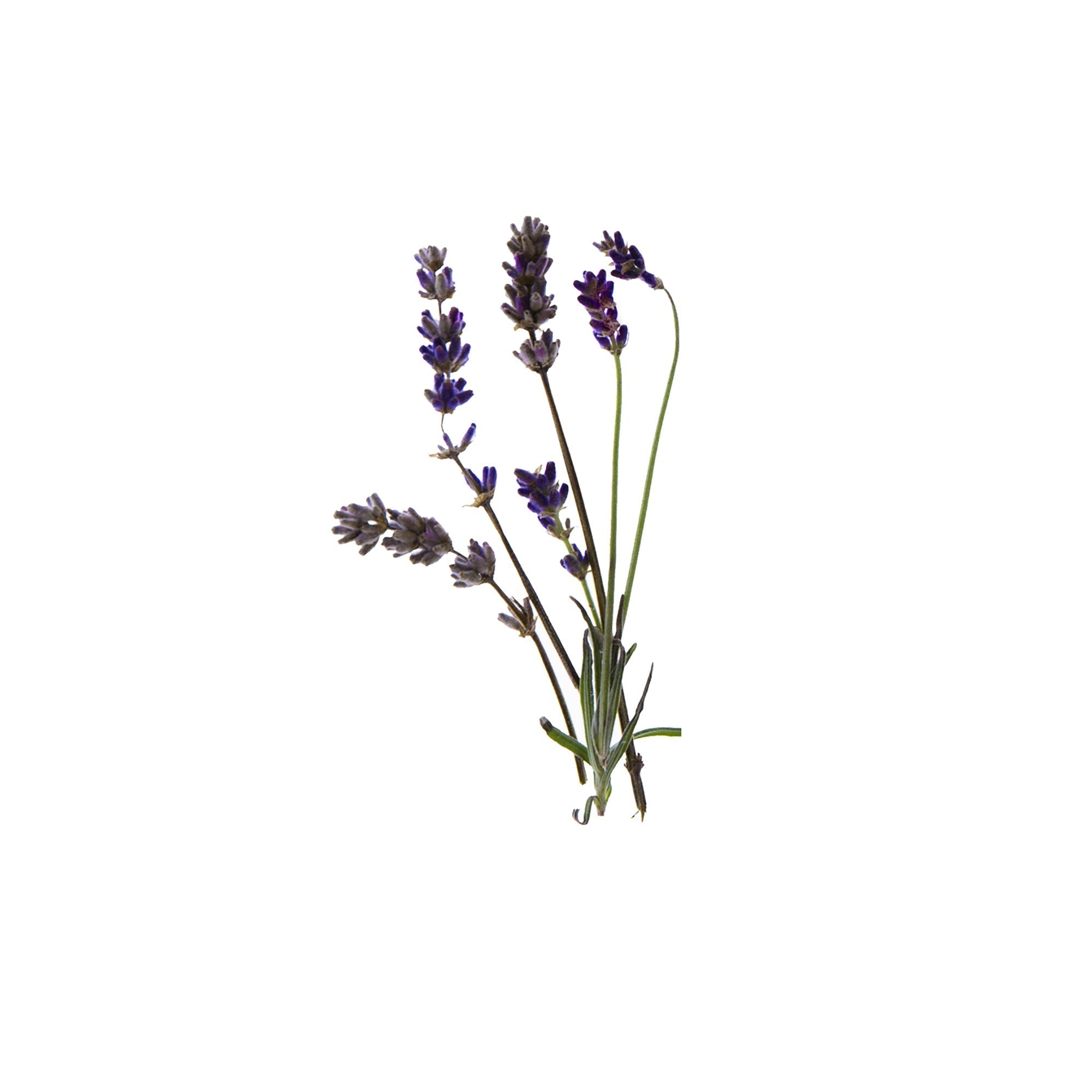 Botanical and essential oil blends from Spritz Wellness